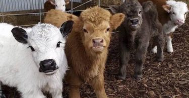 Cows Moo In Regional Accents